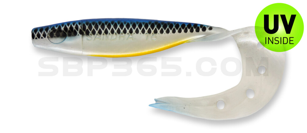 Sandra 4,5" ( ca. 12 cm) perlweiss / blau / fluo Bauch / schwarz gestreift